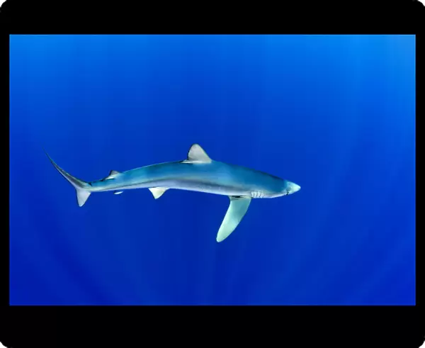 Great Blue shark (Prionace glauca) profile portrait viewed from slightly above, Pico Island