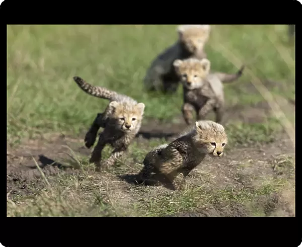 Cheetah (Acinonyx jubatus) cubs aged 6  /  7 weeks old playing, Masai-Mara Game Reserve, Kenya
