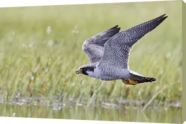 Peregrine falcon (Falco peregrinus) in flight, Vaala, Finland, June