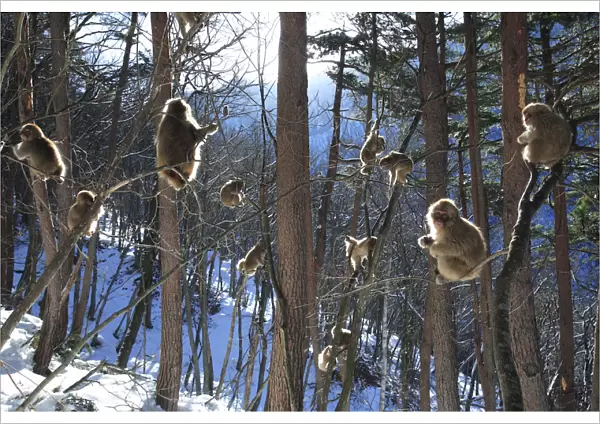 Japanese macaque  /  Snow monkey {Macaca fuscata} young monkeys playing in the sunshine in the trees
