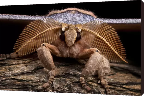 Assam silkmoth (Antheraea assamensis) male, close up showing feather-like antennae