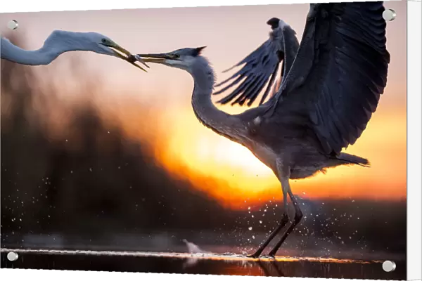 Grey heron (Ardea cinerea) and Great egret (Ardea alba) fighting over fish, Lake Csaj