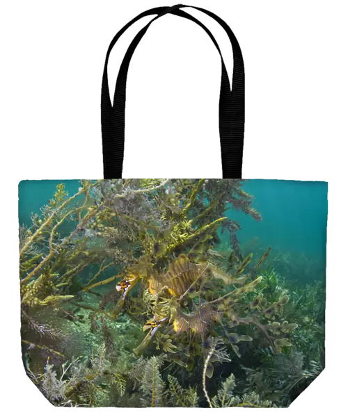 A pair of Leafy Seadragons (Phycodurus eques) camouflaged sheltering amongst seaweeds