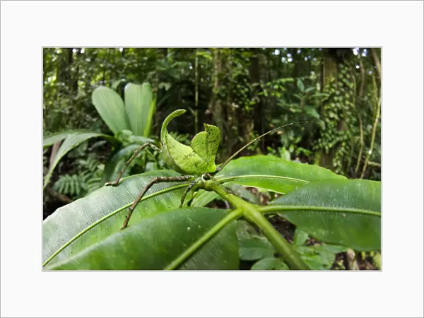 Leaf katydid (Cycloptera speculata) Yasuni National Park, Amazon Rainforest, Ecuador