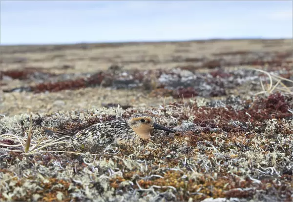 Red knot (Calidris canutus rogersi) incubating nest on a coastal gravel spit. Chukotka, Russia
