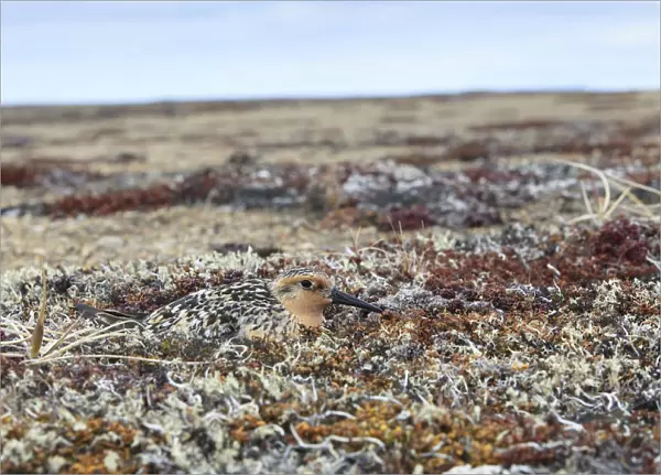 Red knot (Calidris canutus rogersi) incubating nest on a coastal gravel spit. Chukotka, Russia