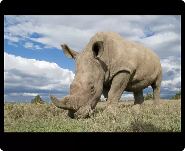 Southern white rhinoceros (Ceratotherium simum simum) grazing. Ol Pejeta Conservancy, Kenya, 2009