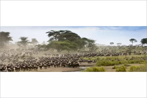 Massing herds of White bearded wildebeest (Connochaetes taurinus albojubatus) on migration