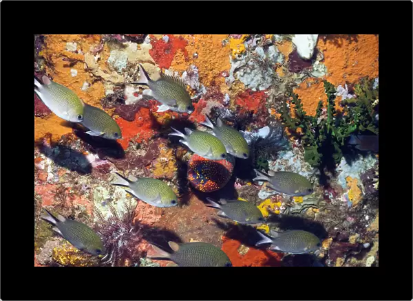 Philippines chromis (Chromis scotochiloptera) swimming in front of reef wall with sponges