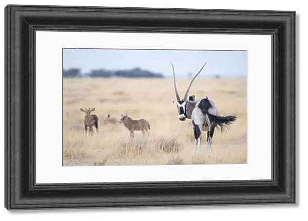 Gemsbok (Oryx gazella) female with two calves, Namibrand Reserve, Namib Desert, Namibia