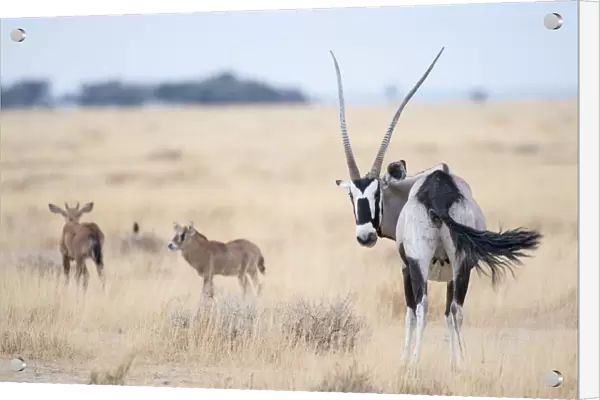 Gemsbok (Oryx gazella) female with two calves, Namibrand Reserve, Namib Desert, Namibia