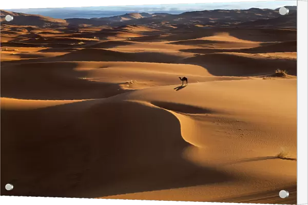 Dromedary Camel (Camelus dromedarius) on Erg Chebbi Dunes. Sahara Desert, Morocco