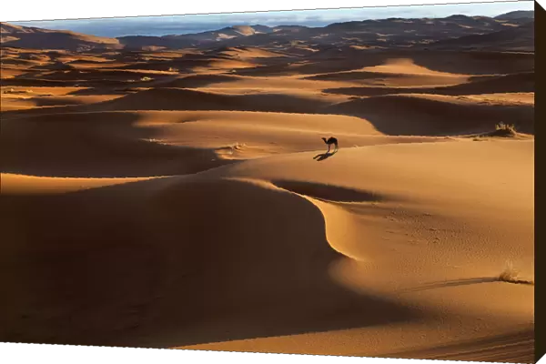 Dromedary Camel (Camelus dromedarius) on Erg Chebbi Dunes. Sahara Desert, Morocco