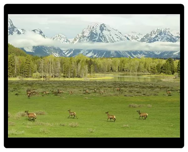 Elk  /  Wapiti (Cervus canadensis) herd with young on meadowland against the Grand Tetons