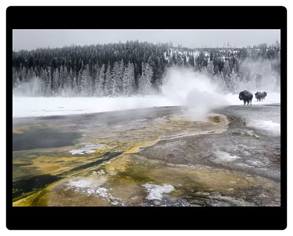 American Bison (Bison bison) foraging in the snow, Yellowstone National Park, Wyoming, USA