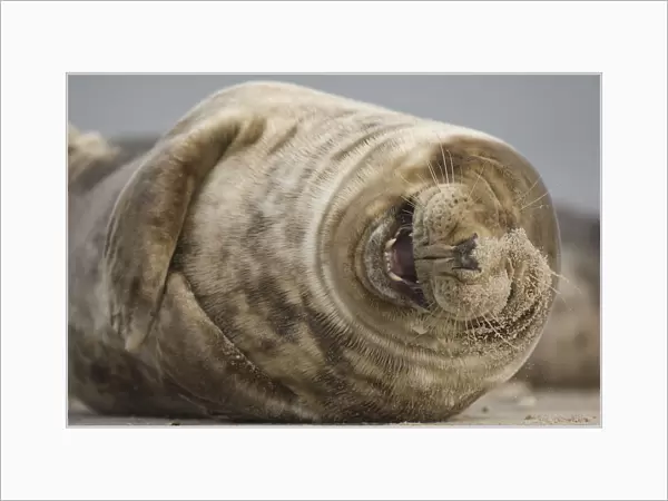 Grey seal (Halichoerus grypus) laughing, Helgoland, Germany