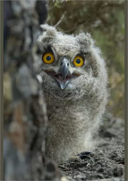 Eagle owl (Bubo bubo) chick portrait, Alentejo, Portugal