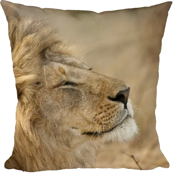 African Lion (Panthera leo) head portrait of male, in the grasses of Lower Mara in