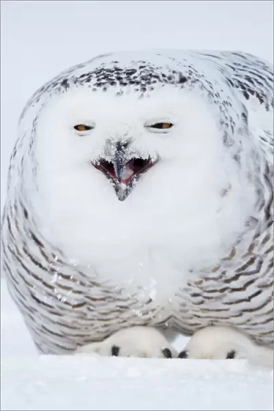 Snowy Owl (Nyctea  /  Buba scandiaca) crouched on snow covered ground, feeding, Canada