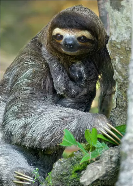 Brown throated Three-toed Sloth (Bradypus variegatus) mother and newborn baby (less
