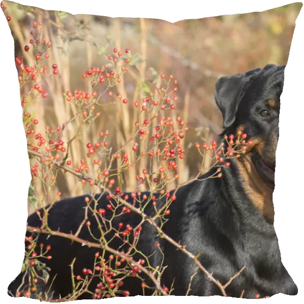 Rottweiler in autumnal vegetation with berries, Madison, Connecticut, USA