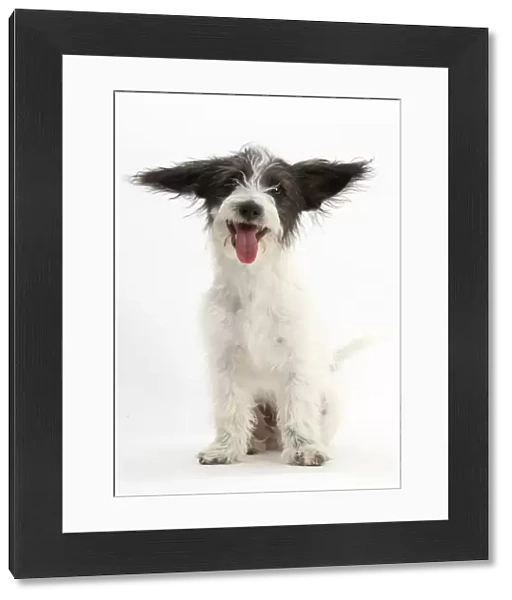 Black-and-white Jack-a-poo, Jack Russell cross Poodle puppy with ears pointing in