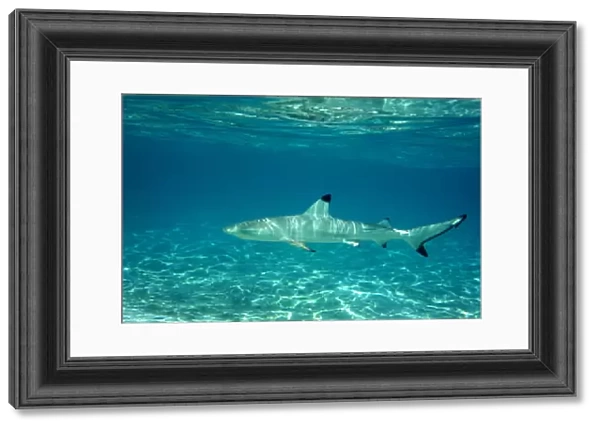 Blacktip reef shark (Carcharhinus melanopterus) juvenile in shallow water, Maldives