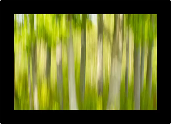 Tree abstract, The National Forest, UK, Spring, 2011
