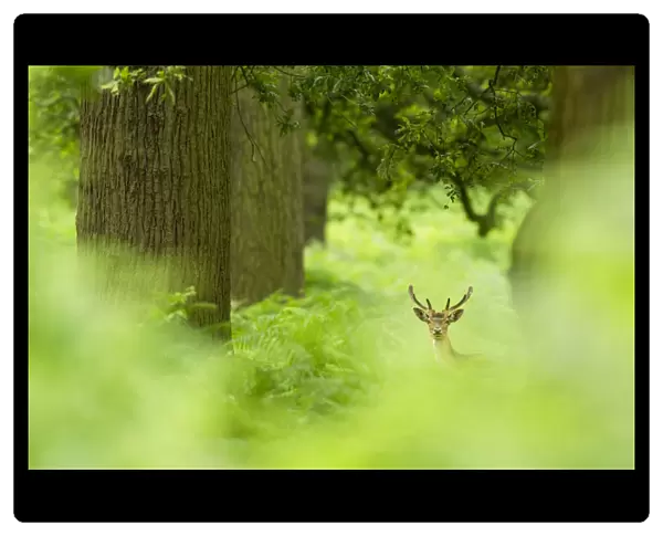 Fallow deer (Dama dama) amongst bracken in oak woodland, Cheshire, UK, August, Highly Commended