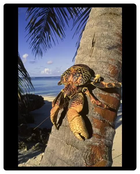 Coconut  /  Robber crab (Birgus latros) climbing coconut tree, Aldabra Seychelles