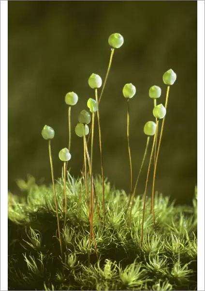 Apple moss (Bartrimia pomiformis) with spore capsules, Inverness-shire, Scotland, UK