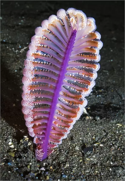 Purple sea pen (Virgularia gustaviana) on sandy sea bed. Rinca, Indonesia