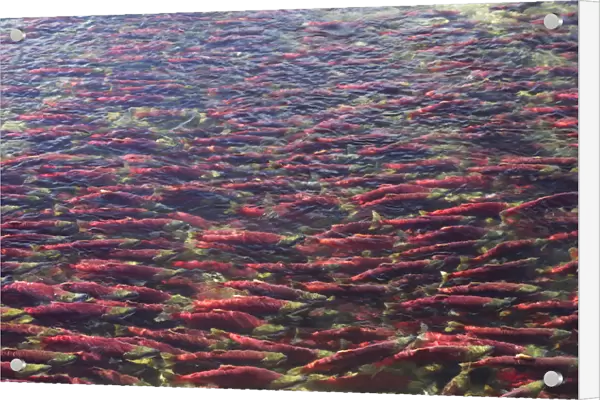 Sockeye  /  Red Salmon (Oncorhynchus nerka) on spawning migration. Adams River, British Columbia