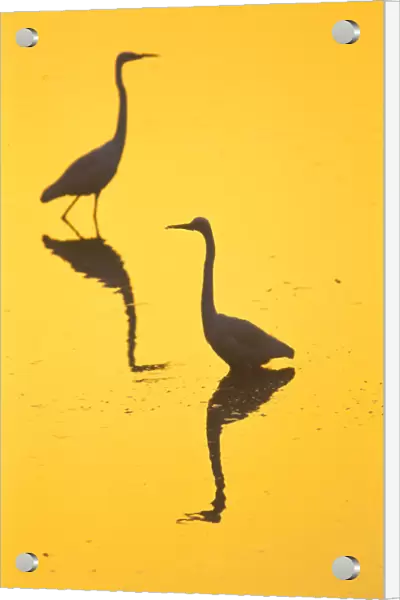 Two Great egrets (Ardea alba) wading, silhouetted at dawn, Keoladeo National Park