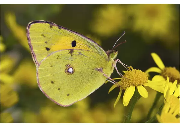 Clouded yellow butterfly (Colias crocea) perched on Ragwort flower. West Sussex, UK