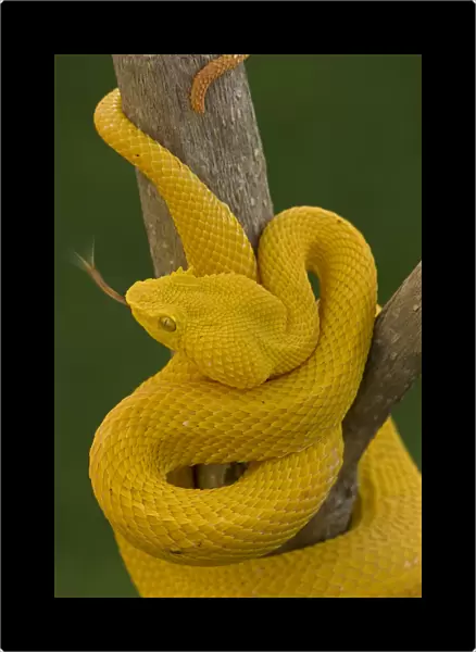 Eyelash Palm-pitviper (Bothriechis  /  Bothrops schlegeli) coiled in strike pose with tongue extended