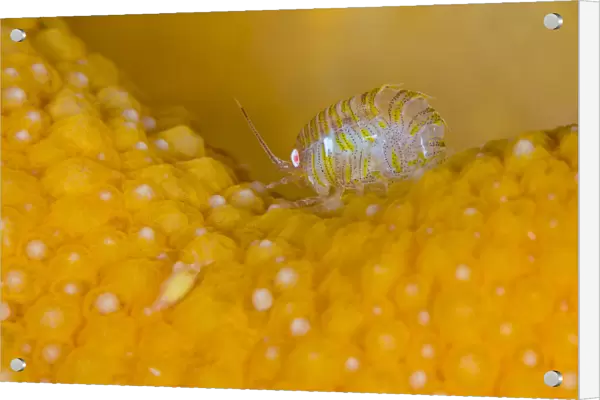 A tiny amphipod (Iphimedia obesa) living on Dead mans fingers soft coral (Alcyonium