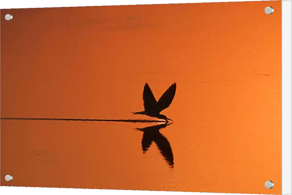 African skimmer skimming at sunset {Rynchops flavirostris} Chobe NP, Botswana