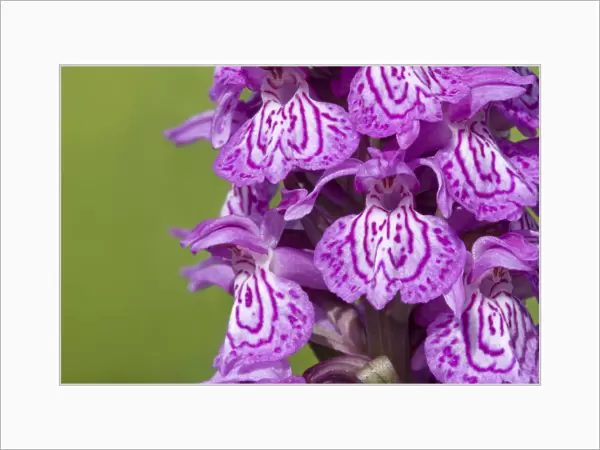 Broad-leaved  /  Irish marsh orchid (Dactylorhiza majalis) flowers, Nordtirol, Austrian Alps