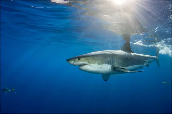 Male Great white shark (Carcharodon carcharias) with sunrays, Guadalupe Island, Mexico