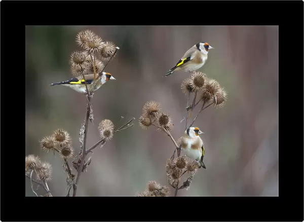 Goldfinch (Carduelis carduelis) three perched feeding on Burdock seeds, UK