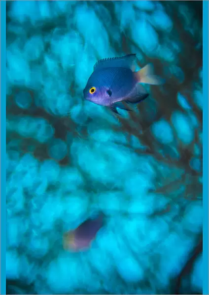Imitator damselfish (Pomacentrus imitator) male, abstract in in front of a Black coral tree