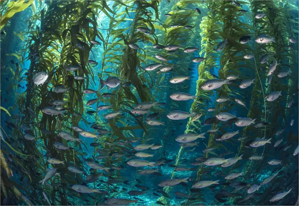 School of Blacksmith fish (Chromis punctipinnis) swim through a giant kelp (Macrocystis