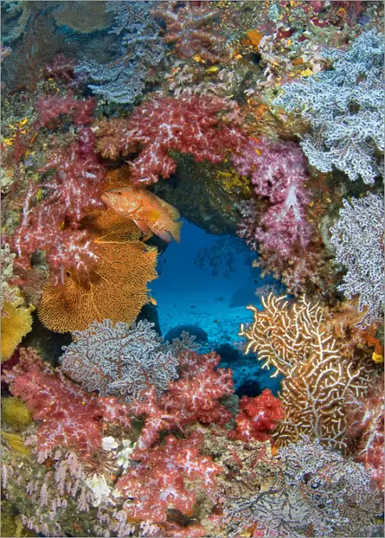 Coral grouper (Cephalopholis miniata) guarding its territory on a colourful coral reef