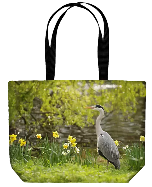Grey heron (Ardea cinerea) in parkland with daffodils flowering, Regents Park