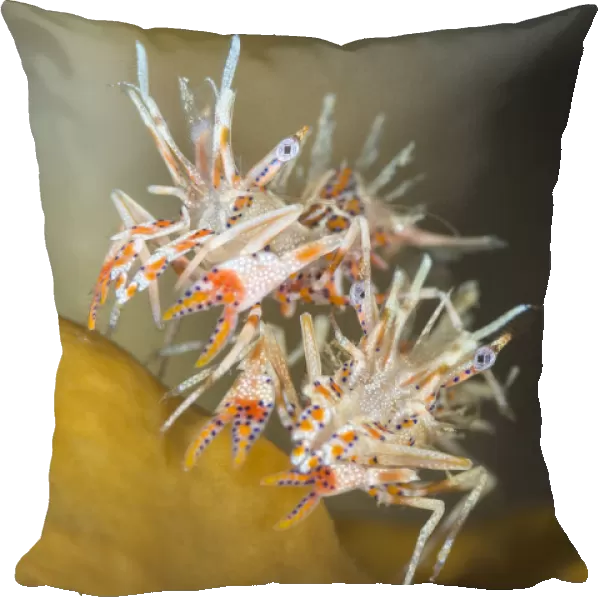 Pair of Tiger shrimps (Phyllognathia ceratophthalmus) on top of piece of coral. Bitung