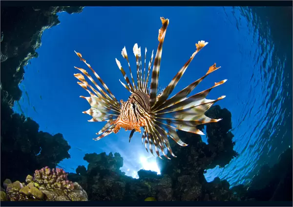 Female Lionfish (Pterois volitans) on coral reef. Jackfish Alley