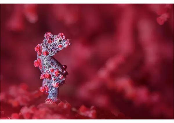 Tiny (10mm) pygmy seahorse (Hippocampus bargibanti) sheltering in seafan (Muricella sp. ) Bitung, North Sulawesi, Indonesia. Lembeh Strait, Molucca Sea