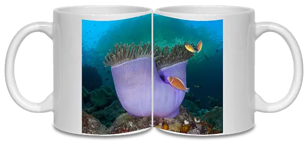 Pink anemonefish (Amphiprion perideraion) in Purple magnificent sea anemone (Heteractis