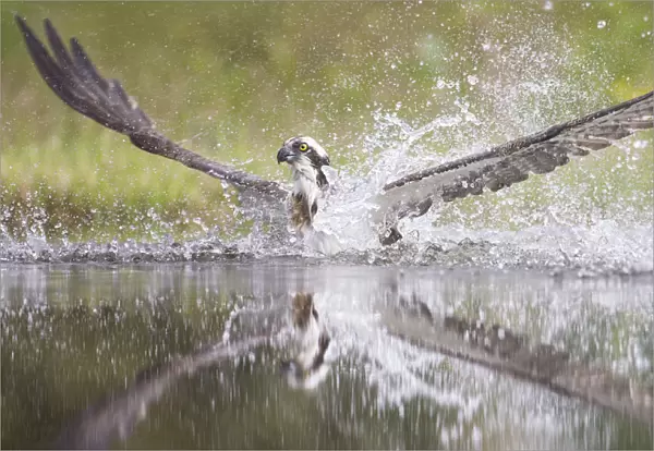 Osprey (Pandion haliaetus) splashing water as it emerges from loch whilst fishing at dawn